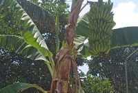 bibit pisang raja