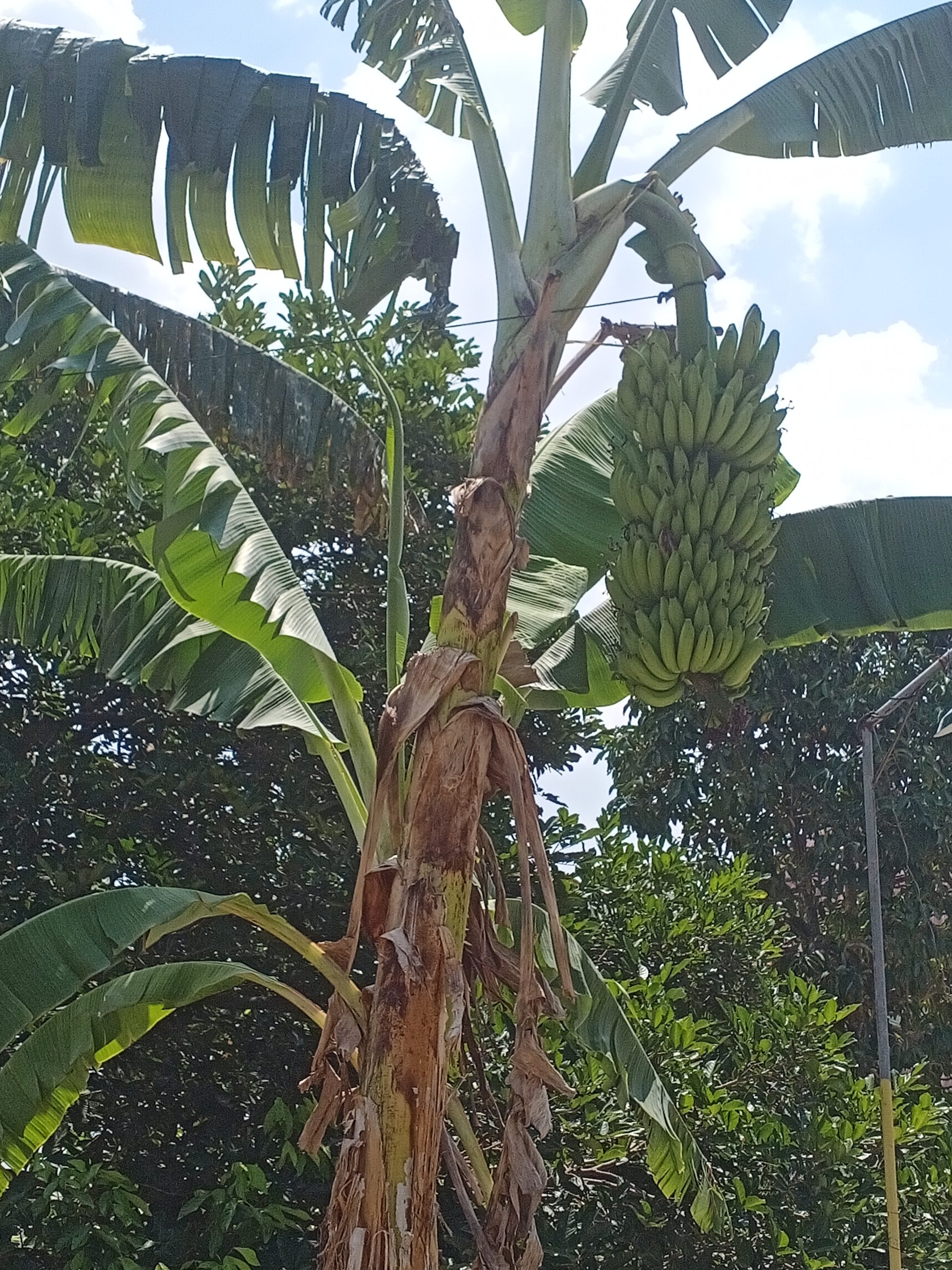 bibit pisang raja