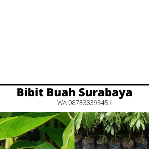 Jual Bibit Buah Surabaya