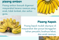 bibit pisang unggul
