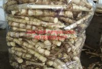 bibit rumput odot bibit rumput odot