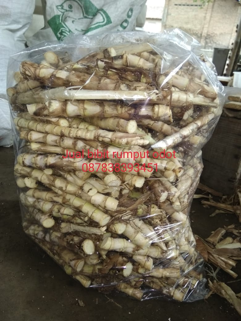 bibit rumput odot