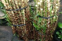 bibit rumput odot bibit rumput odot
