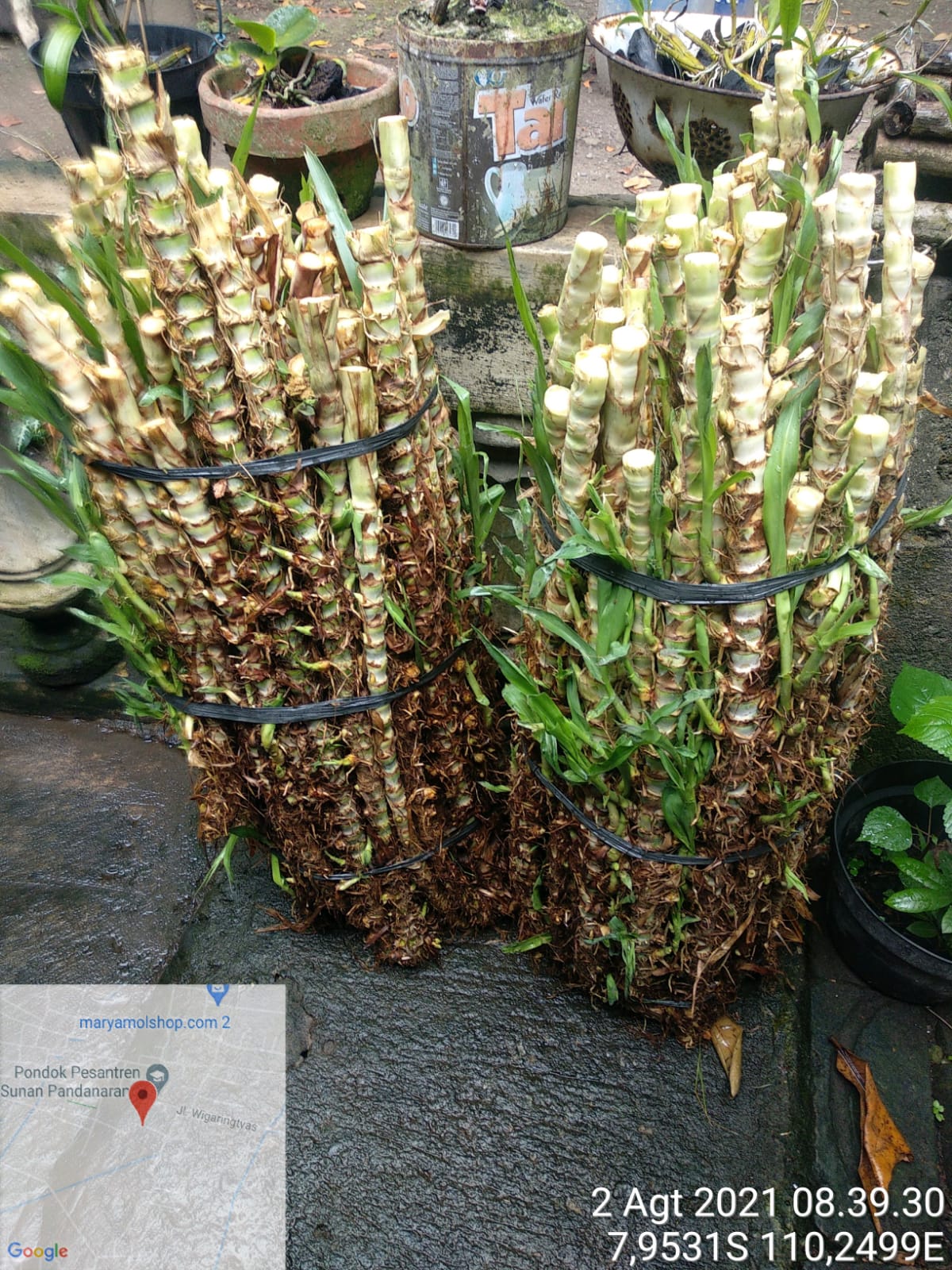 bibit rumput odot