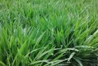 rumput odot rumput odot