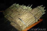 bibit rumput odot