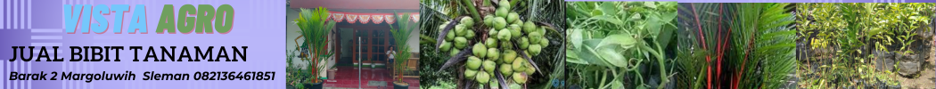 Jual Bibit Rumput Odot Jual Bibit Rumput Odot