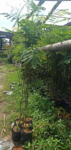 Bibit Sengon Semin Semin Gunung Kidul DI Yogyakarta