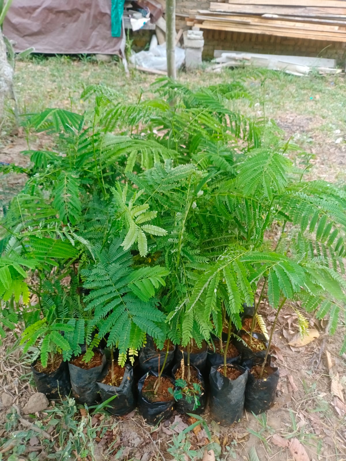 bibit sengon
