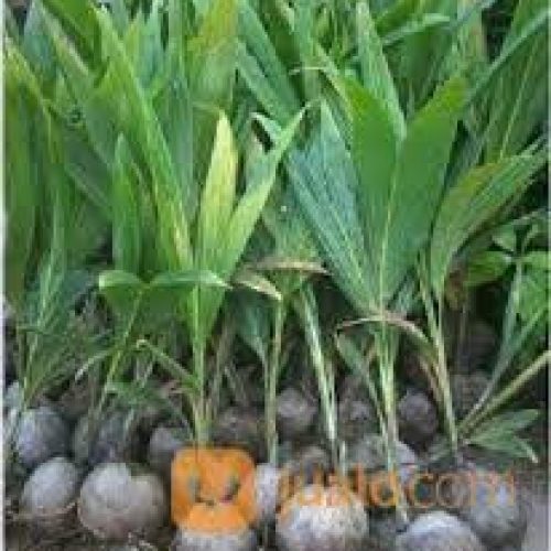 bibit kelapa kopyor