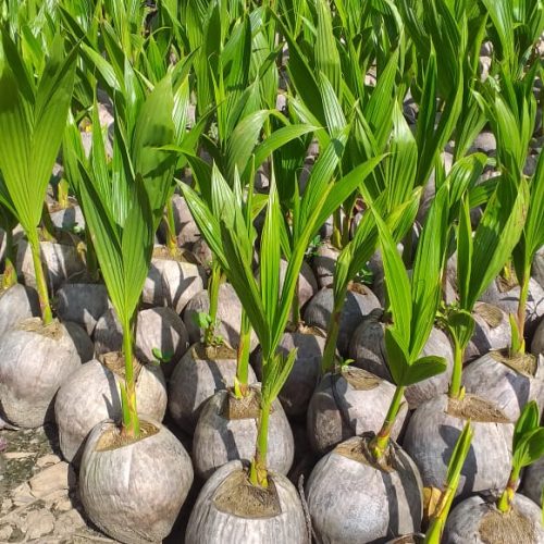bibit kelapa genjah entok
