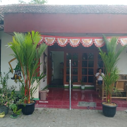 palem merah bantul palem merah