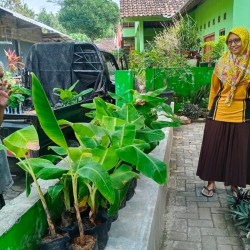 bibit pisang raja