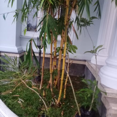 pohon tabebuya