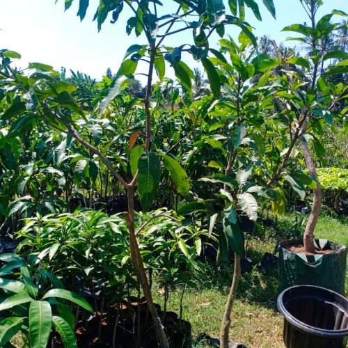 bibit mangga jogja