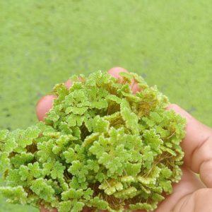 bibit azolla