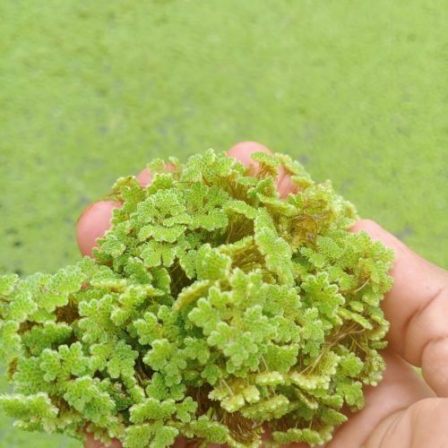 bibit azolla