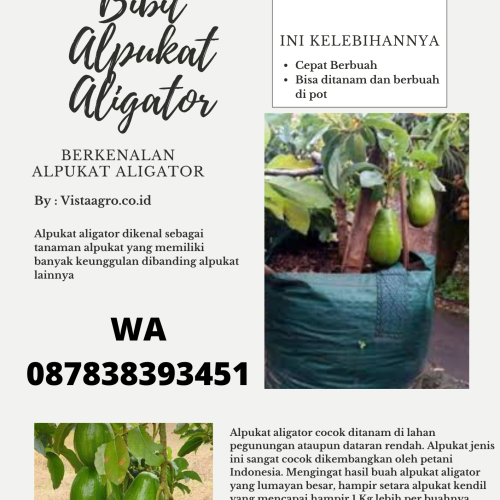 bibit alpukat
