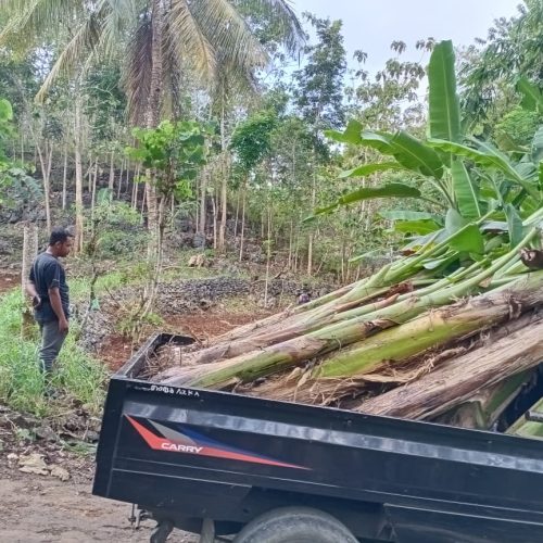 pisang kepok dongkelan