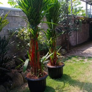 palem merah