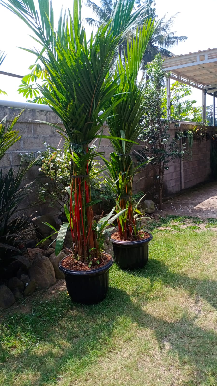 palem merah palem merah