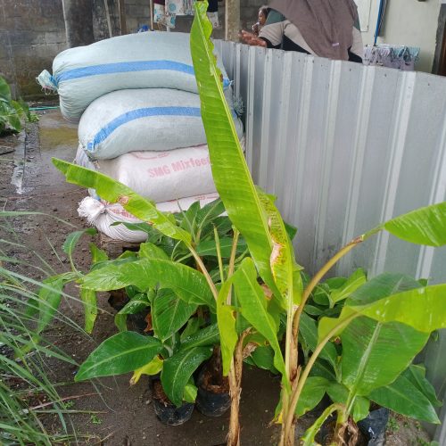bibit pisang