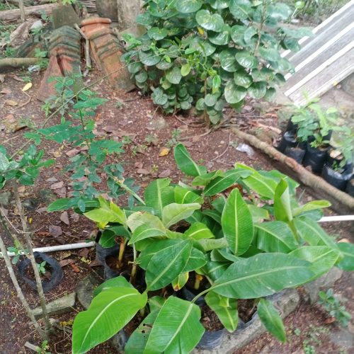bibit pisang wates kulon progo