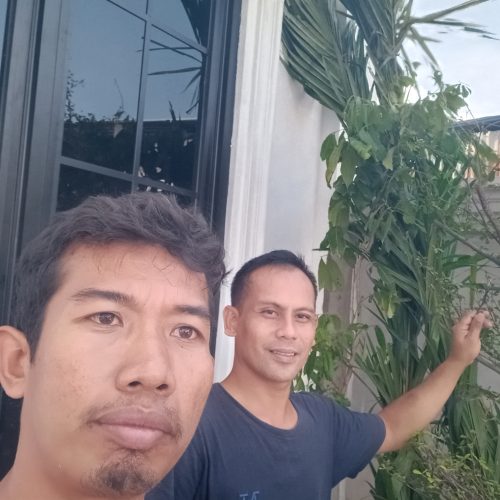 palem merah