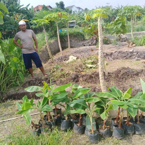 warga banguntapan bertanam pisang raja