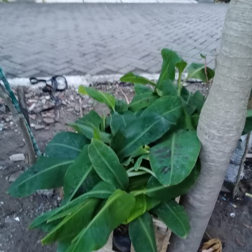 bibit pisang