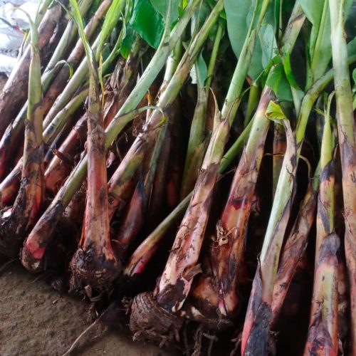 bibit pisang raja dongkelan