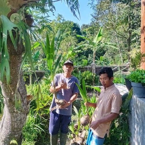 demplot karangkadempel kelapa genjah dikirim ke karang kadempel