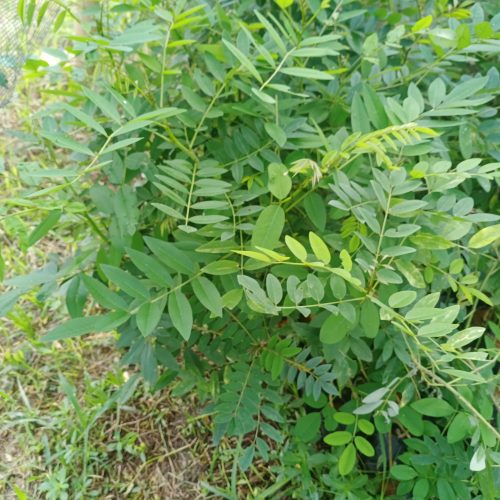 bibit indigofera