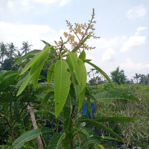 mangga irwin berbunga