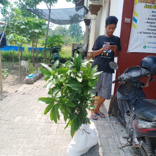 mangga madu 