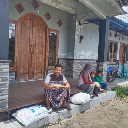 rumput pakchong