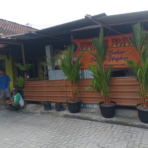 palem merah di toko Ayu