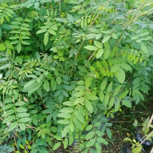 pohon indigofera