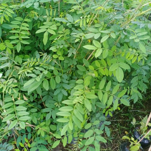 pohon indigofera