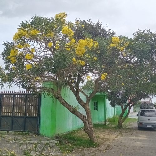 tabebuya kuning