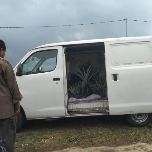 tamu beli tanaman