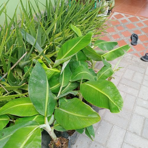 bibit pisang raja