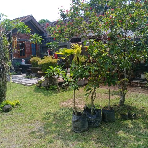 alpukat kirim ke warak mlati sleman
