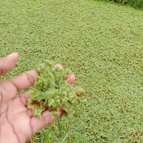 bibit azolla