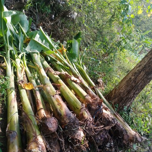 bibit pisang kepok