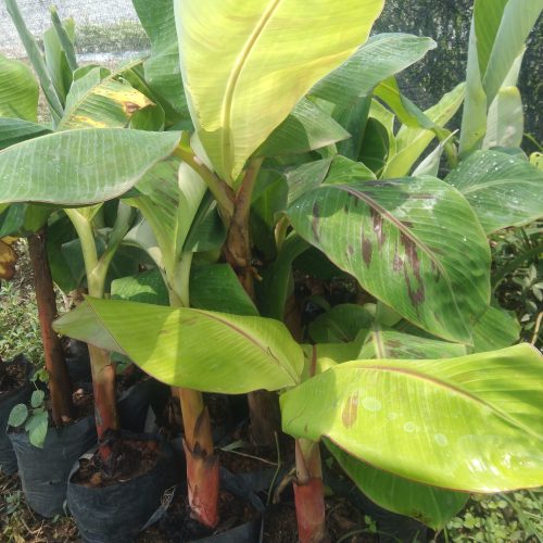 bibit pisang tanduk