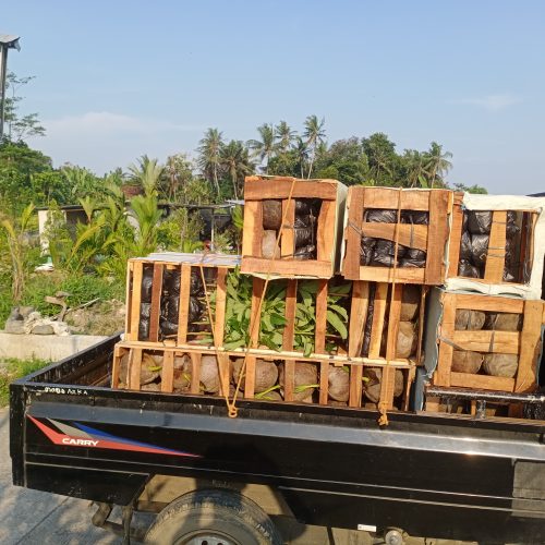 bibit kelapa genjah entok dikirim ke sampit via indah cargo