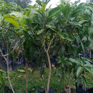 mangga madu