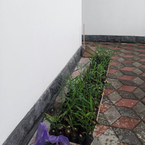 pengiriman bibit jahe ke jurugan turi sleman