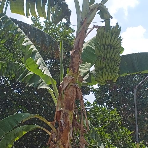 pohon pisang raja berbuah